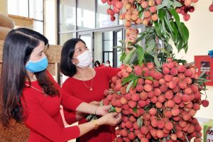 Promote Bac Giang lychee to the US market