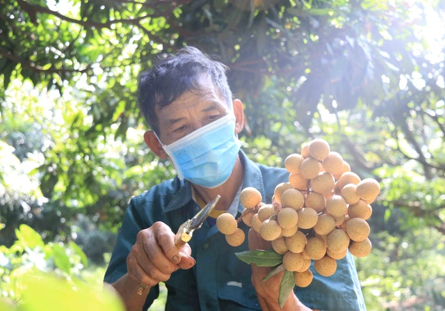 Vietnam officially exported the first batch of fresh longan to the Japanese market